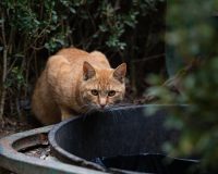 Котейка на улице
