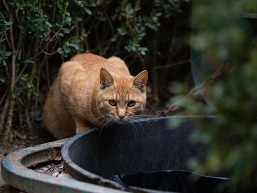Котейка на улице