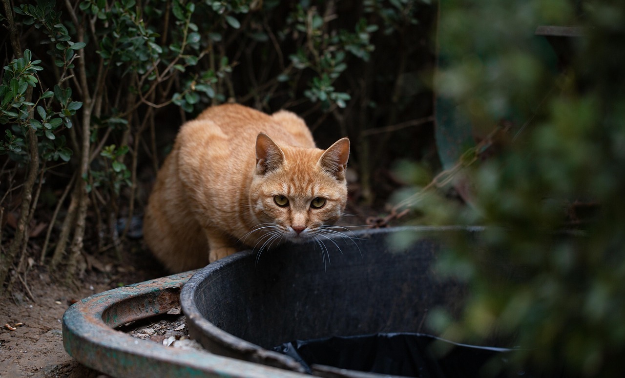 Котейка на улице Котейка на улице